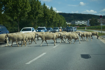 Schafe überqueren Strasse