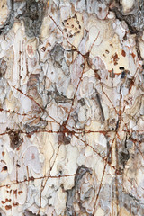 background in the form of tree bark with cracks