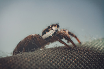 Spider macro photography. - Powered by Adobe