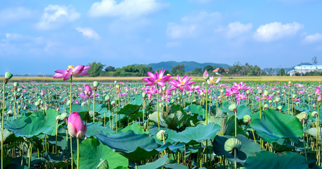 Field blooming colorful lotus flowers in sunny morning