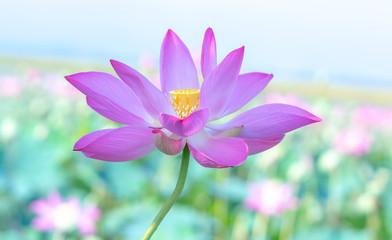 Fototapeta premium Close up of lotus flowers blooming in a sunny lake