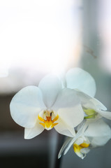 white orchid on green background