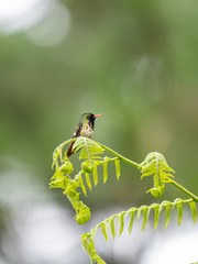Black-crested Coquette (Lophornis helenae) hummingbird in Costa Rica