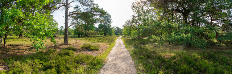 Fototapeta na wymiar Lüneburger Heide im Frühsommer mit einigen Bäumen Panorama
