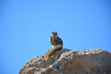 Small Squirrel Standing on a Rock in Fuerteventura, Canary Islands