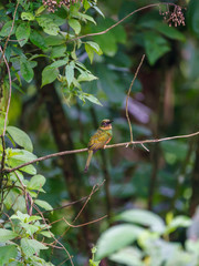 Rufous-tailed Jacamar (Galbula ruficauda) in Costa Rica