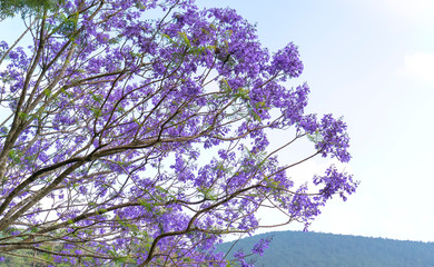Jacaranda flowers bloom in the sunny sky when spring comes
