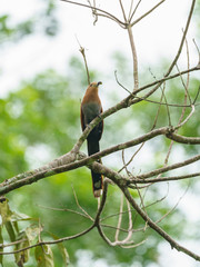 Obraz premium Squirrel Cuckoo (Piaya cayana), in Costa Rica