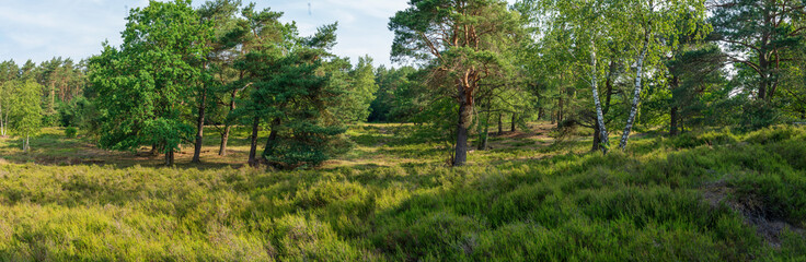 Lüneburger Heide im Frühsommer mit einigen Bäumen Panorama