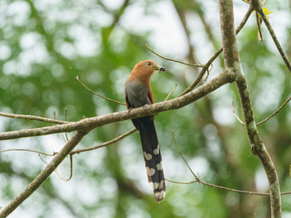 Squirrel Cuckoo (Piaya cayana), in Costa Rica