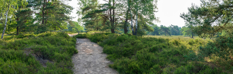 Fototapeta na wymiar Lüneburger Heide im Frühsommer mit einigen Bäumen Panorama