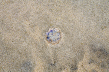 Draufsicht auf eine Qualle am Strand