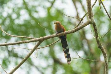 Squirrel Cuckoo (Piaya cayana), in Costa Rica