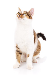 Cat, pet, and cute concept - kitten on a white background.
