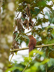 Squirrel Cuckoo (Piaya cayana), in Costa Rica