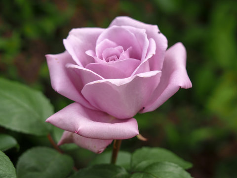 Closeup of a beautiful rose bloom, variety Blue Moon