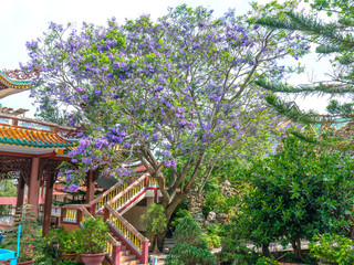 Jacaranda tree blooming season in the garden at the house in Dalat, Vietnam