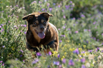 Perro diabético ciego jugando entre las flores