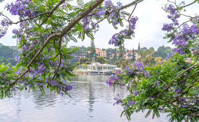 Jacaranda flowers blooming season the shores of  Xuan Huong lake, Da Lat, Vietnam
