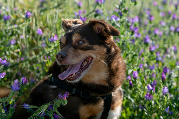 Perro diabético ciego jugando entre las flores