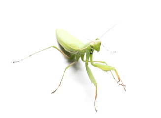 European Mantis or Praying Mantis, isolated on white background