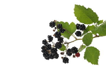 Wild blackberry fruits on twig with leaves, isolated on white background, clipping path © dule964