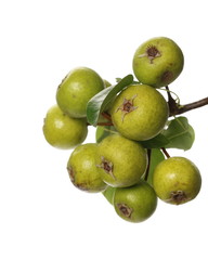 Wild, young green pears with twig and leaves isolated on white background