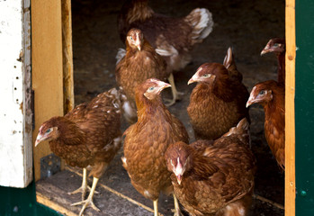 farming, red hens go on the corral in the summer pecking grain