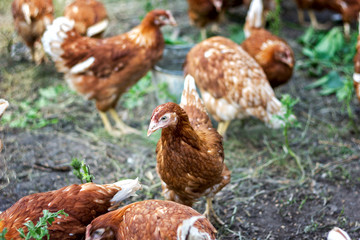 Naklejka na ściany i meble farming, red hens go on the corral in the summer pecking grain