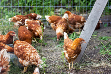 farming, red hens go on the corral in the summer pecking grain