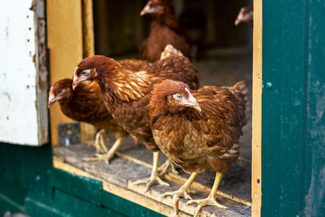 farming, red hens go on the corral in the summer pecking grain