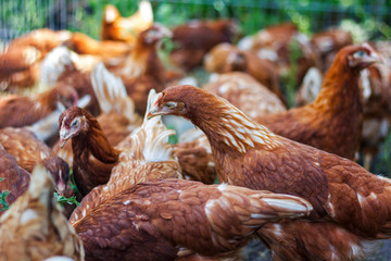 farming, red hens go on the corral in the summer pecking grain