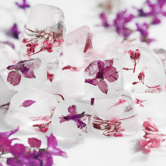 Pink and violet flowers in ice cubes