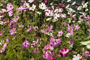 Fototapeta premium Many pink, white and purple daisies bloom in the garden