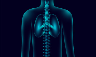 transparent human body anatomy background lighting with lungs backbone, xray tone style. vector illustration eps10