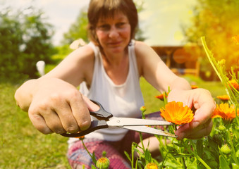 Obraz na płótnie Canvas Woman cutting and harvesting orange calendula flowers