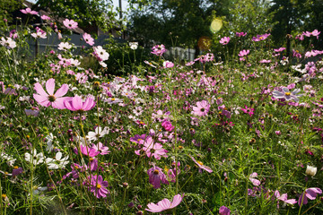 Many pink, white and purple daisies bloom in the garden