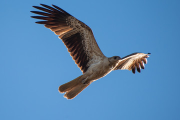 Kite in flight