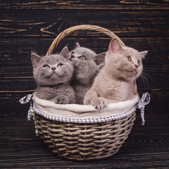 Fototapeta na wymiar Scottish straight kittens. Cats with decorations. Miles are fluffy kittens