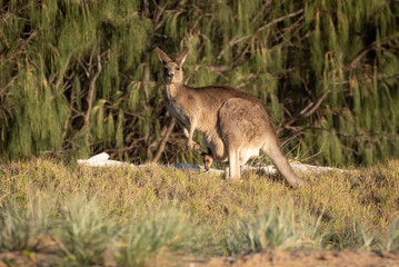 Kangaroo with a joey