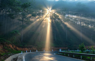 Sun rays shining down through the pine forest road foggy morning, shimmering ray beam shines...
