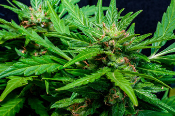 macro photography of mature cannabis flowering bud