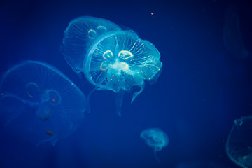 jellyfish in blue water, sea life