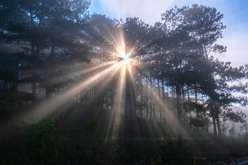 Mystical light rays in pine forests cell foggy morning in tropical highlands Da Lat, Vietnam