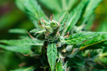 macro photography of mature cannabis flowering bud