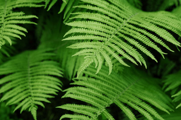 Bright green leaves fern background in forest summer. Natural and organic theme