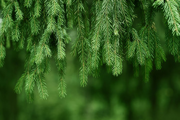 Fir or pine christmas and new year holiday green  background