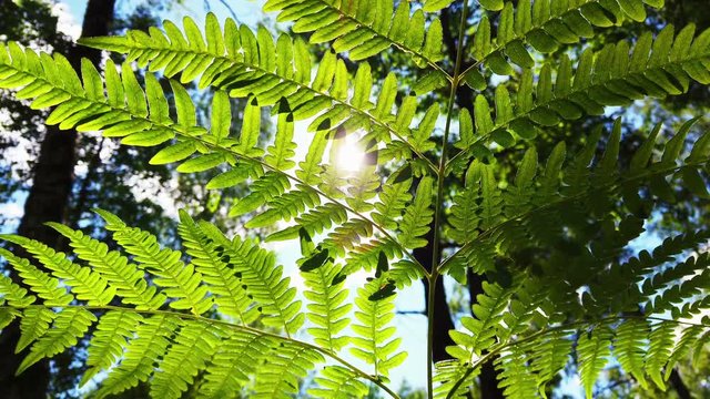 fern leaf in the wind in the forest. through the fern leaf you can see the sun and its rays
