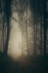 dark forest road, mysterious landscape, horror fiction scene, woods at night