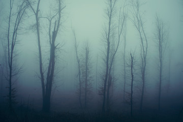 mysterious trees at the edge of forest in fog, dark fantasy landscape